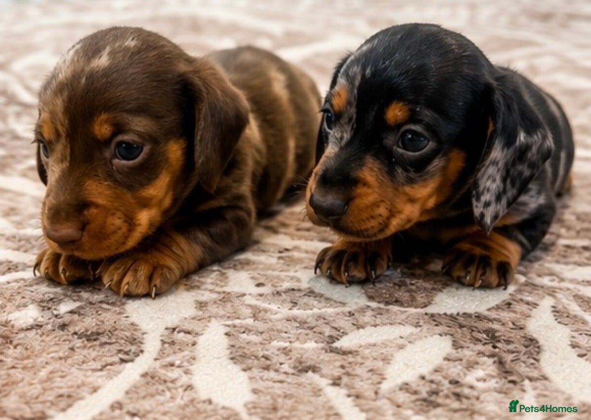 Miniature Dachshund dogs KC miniature dachshunds  - Advert 1