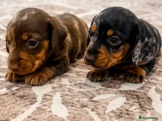 Miniature Dachshund dogs KC miniature dachshunds - Advert 1