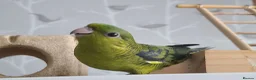Parakeets birds for sale: Lineolated Parakeets - Advert 6