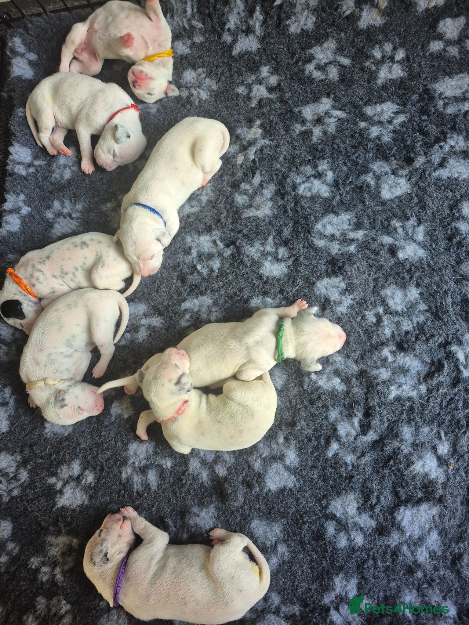 Dalmatian dogs Litter of pure Dalmatian puppies - Advert 8