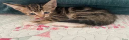 Siamese cats for sale: Siamese x Maine coon kittens - Advert 10