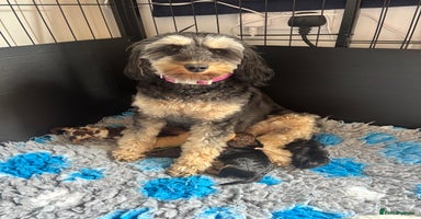 Cavapoo dogs - Advert 4