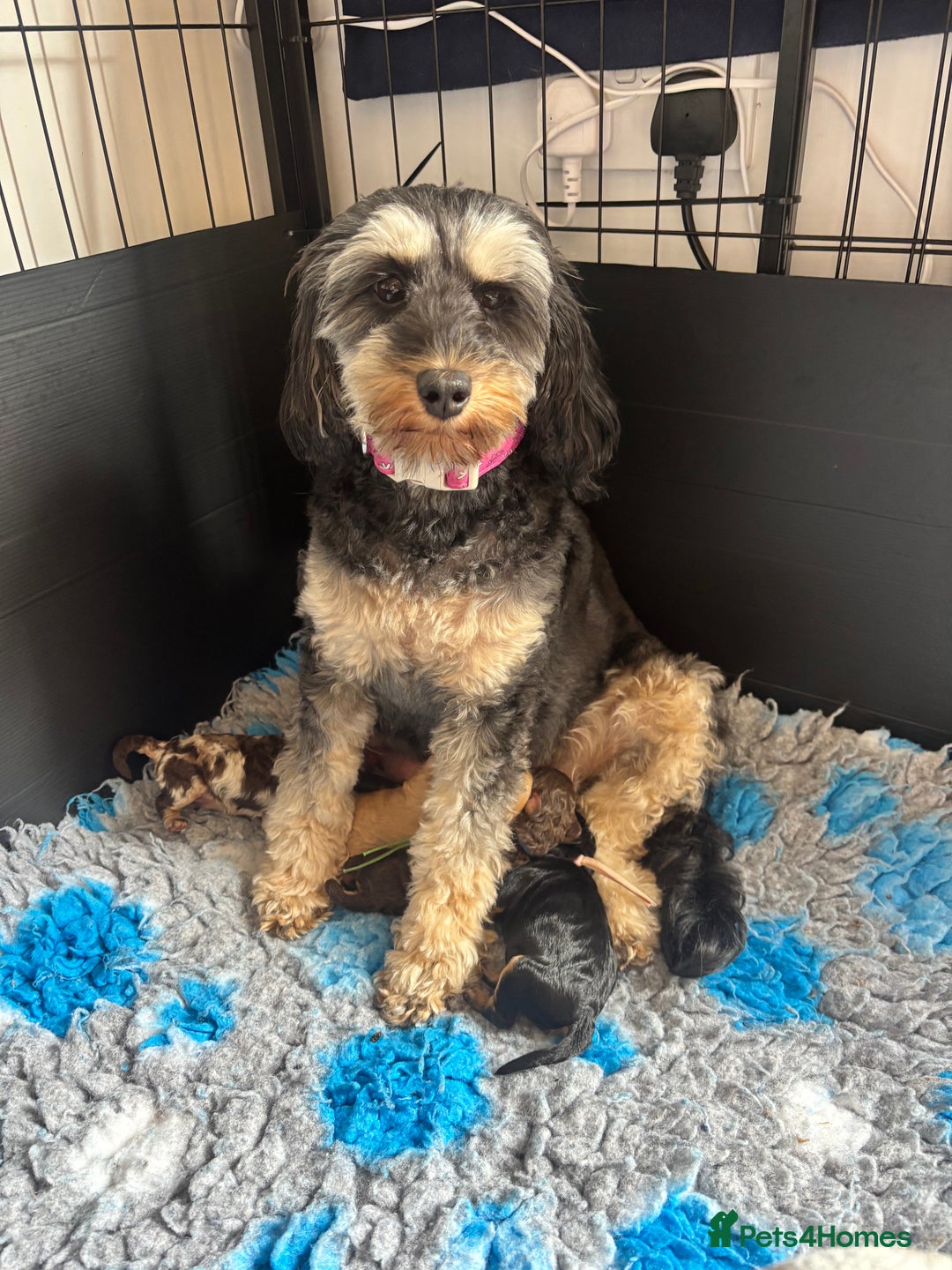Cavapoo dogs for sale: Beautiful Black Phantom F1bb girl cavapoo - Image 11