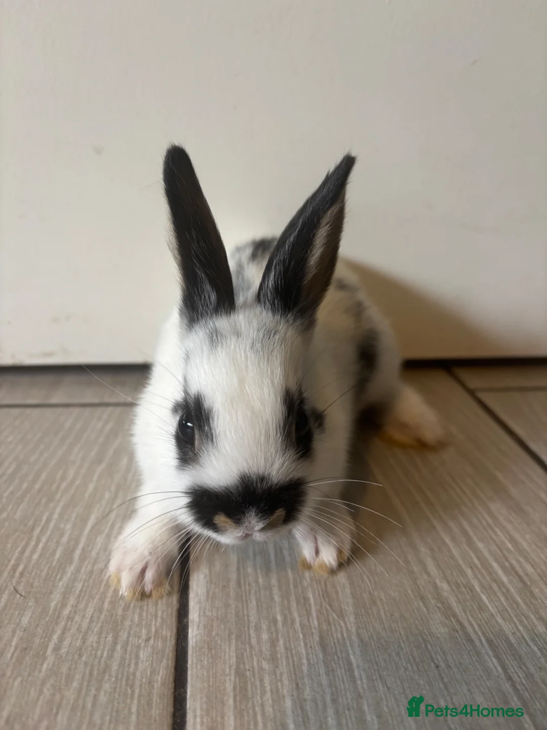 Mixed Breed rabbits for sale: Ready now in Royston - Advert 2