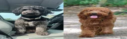 Mixed Breed dogs for sale: 🐾double doodles have arrived 🐾 - Advert 12