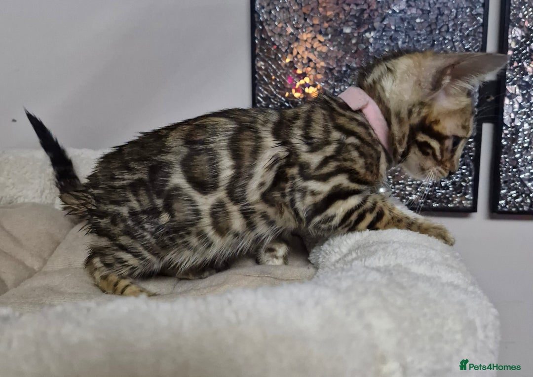 Bengal cats for sale: TICA Genetic & Health Tested Bengal Kittens  - Image 12