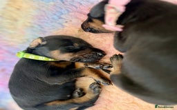 Dobermann dogs for sale: KC registered health tested Doberman puppies - Image 17