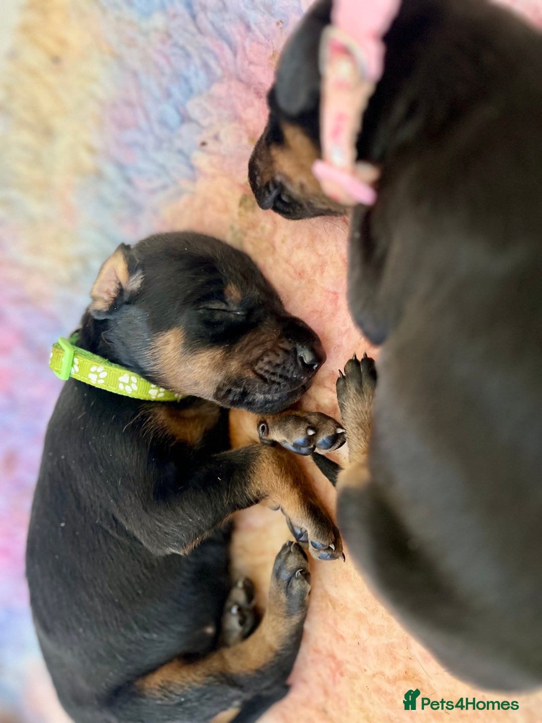 Dobermann dogs for sale: KC registered health tested Doberman puppies - Image 17