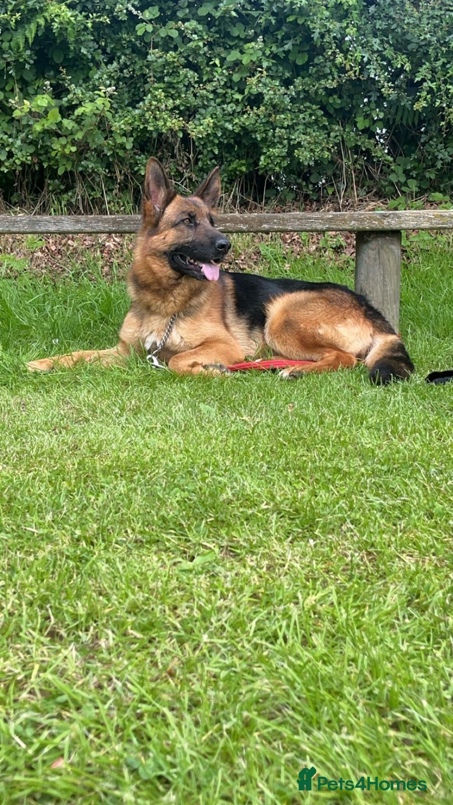 German Shepherd dogs 4 year old German shepherd bitch  - Advert 5