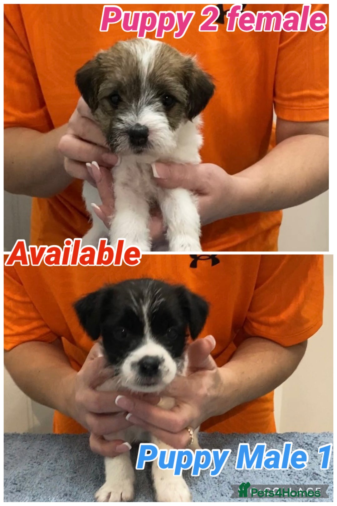 Parson Russell dogs for sale: Crufts winner 2024 Daughter Has Puppies KC Reg - Advert 2