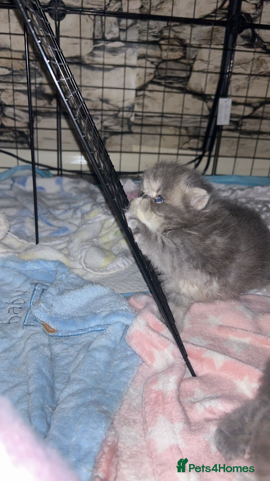Persian cats for sale: Blue Persian  in Chesterfield - Image 8