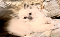 Ragdoll cats for sale: traditional Mitted ragdoll’s - Image 5