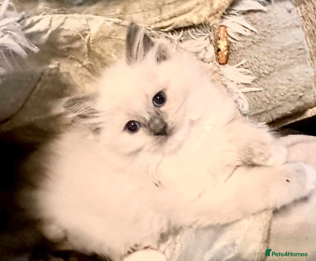 Ragdoll cats for sale: traditional Mitted ragdoll’s - Image 5