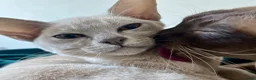 Burmese cats for sale: Chocolate and Lilac Burmese - rehomed together  - Advert 7