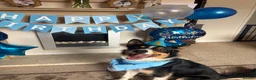Border Collie dogs for sale: Rehome our border collie - Advert 3