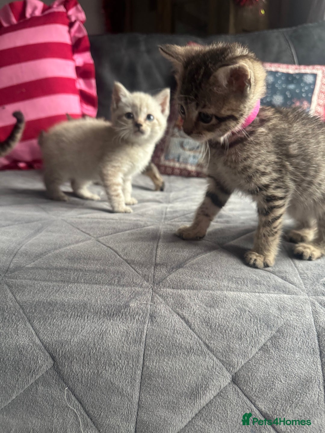 Mixed Breed cats for sale: Kittens needing loving homes  - Advert 13