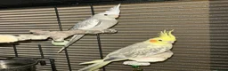 Cockatiels birds for sale: Male & Female Cockatiel Pair - Advert 1