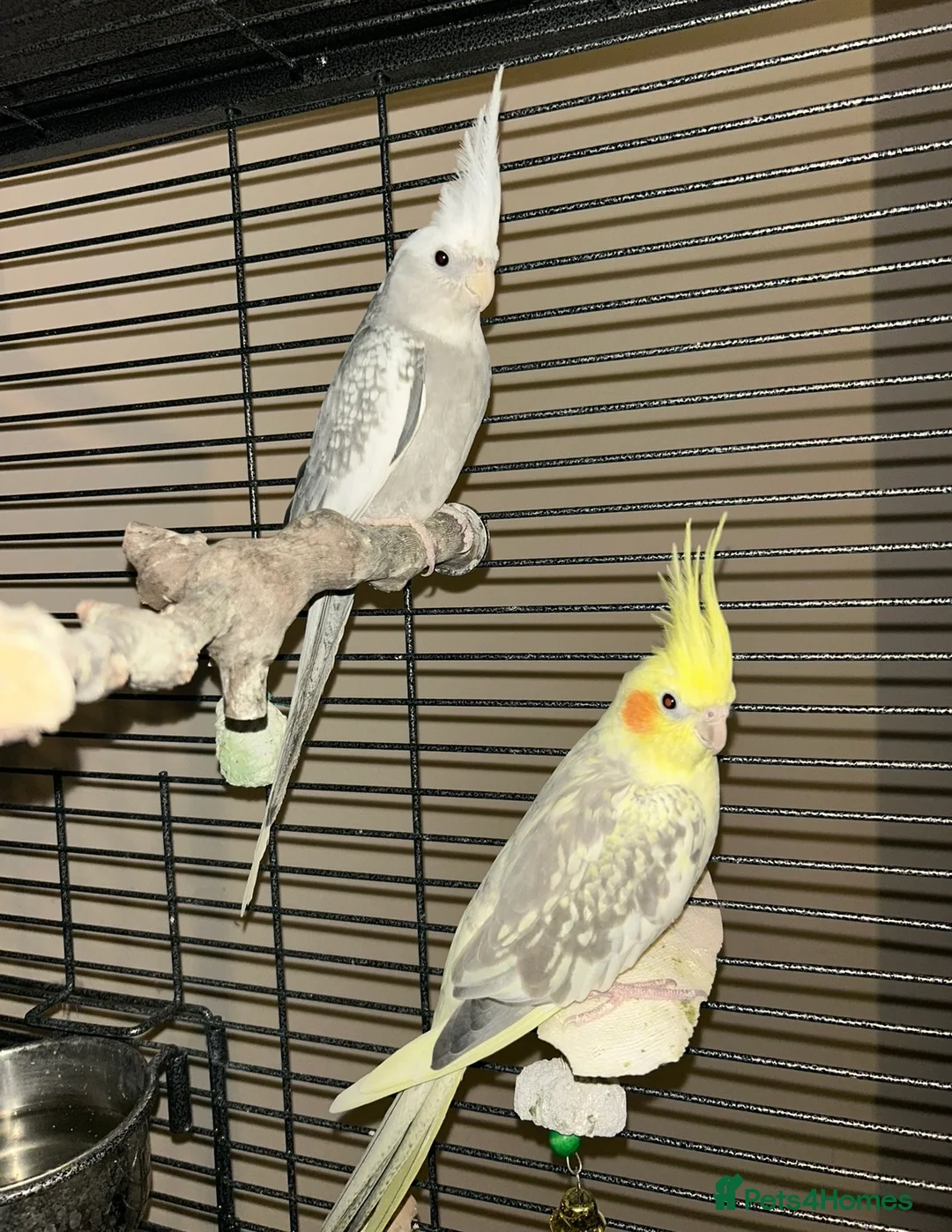 Cockatiels birds for sale: Male & Female Cockatiel Pair - Advert 1