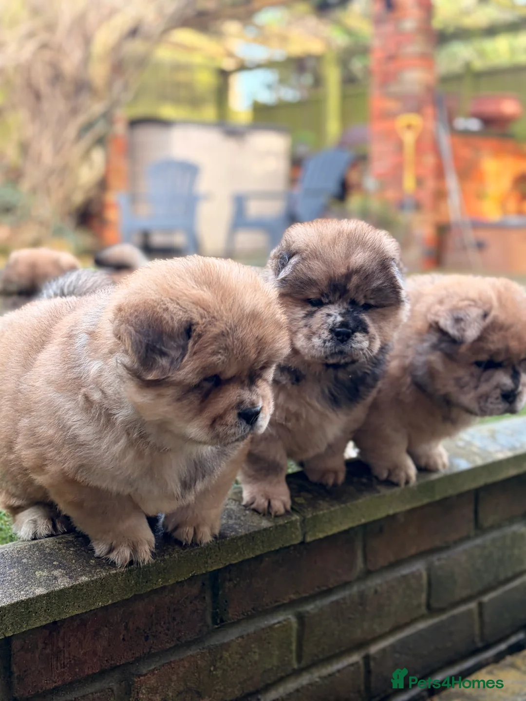 Chow Chow dogs for sale: 2 LEFT Merle Chowchow Puppies  - Advert 13