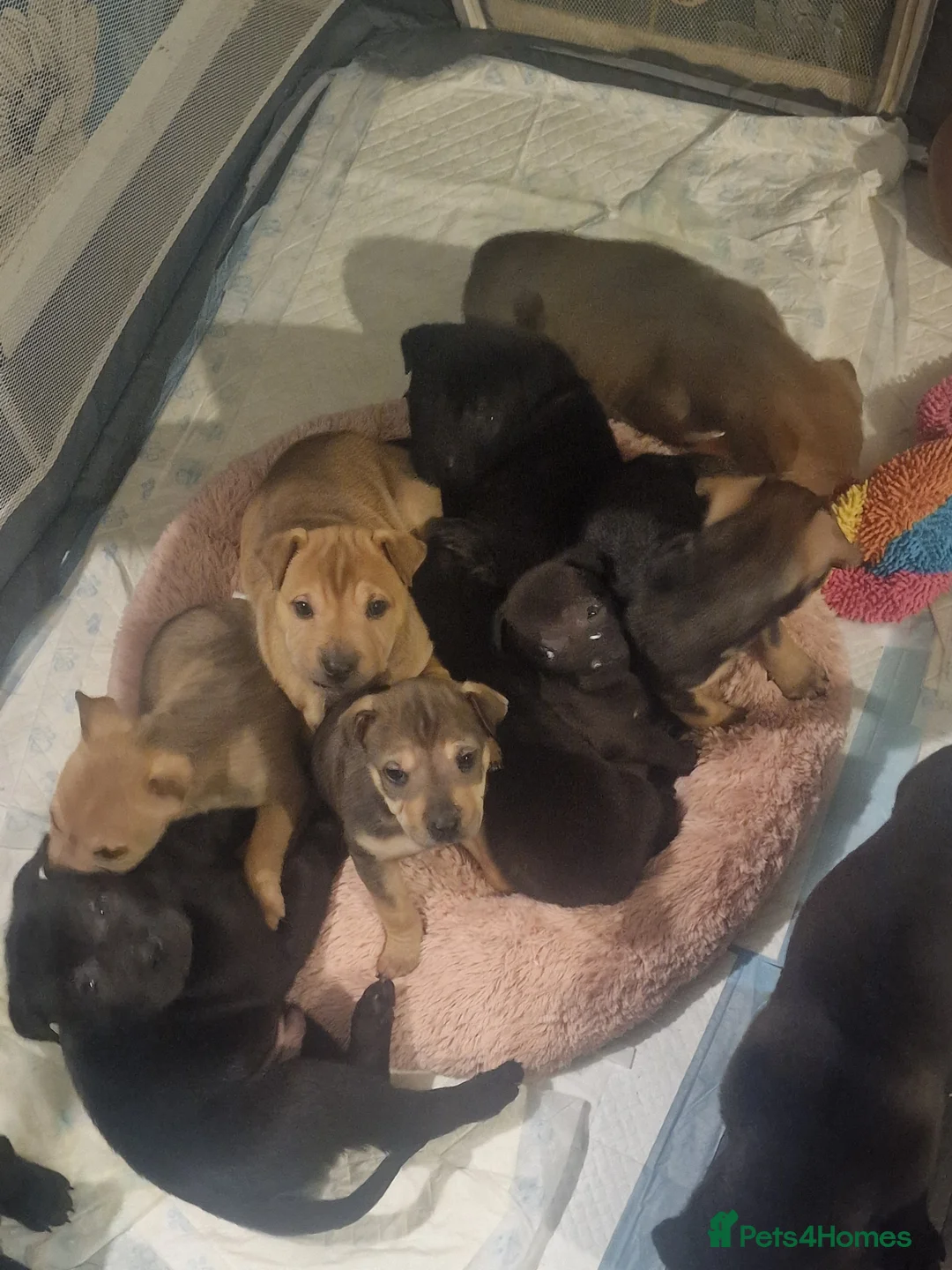 Mixed Breed dogs for sale: 11 chunky rottpei puppys  - Advert 10