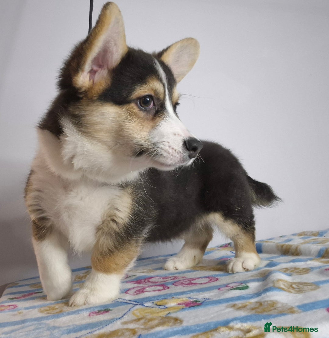 Welsh Corgi Pembroke dogs for sale: Kc reg 2 girls remaining bob & longtail - Advert 1