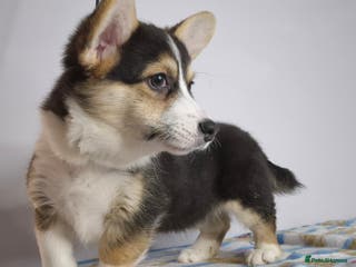 Welsh Corgi Pembroke dogs Kc reg 2 girls remaining bob & longtail - Advert 4