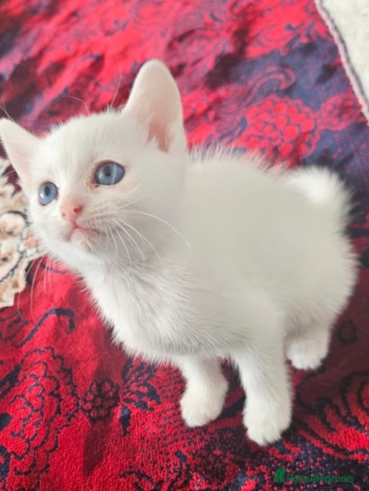 Turkish Angora cats Kitten - Advert 1