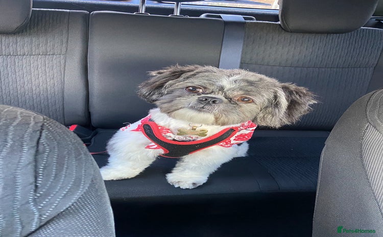 Shih Tzu dogs First Time Stood  - Advert 1