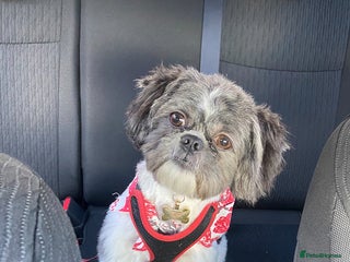 Shih Tzu dogs First Time Stud - Advert 1