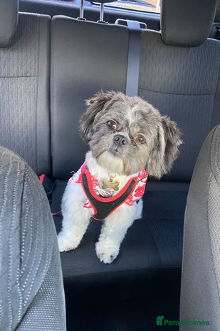 Shih Tzu dogs First Time Stud - Advert 1