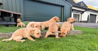 Labrador Retriever dogs - Advert 3