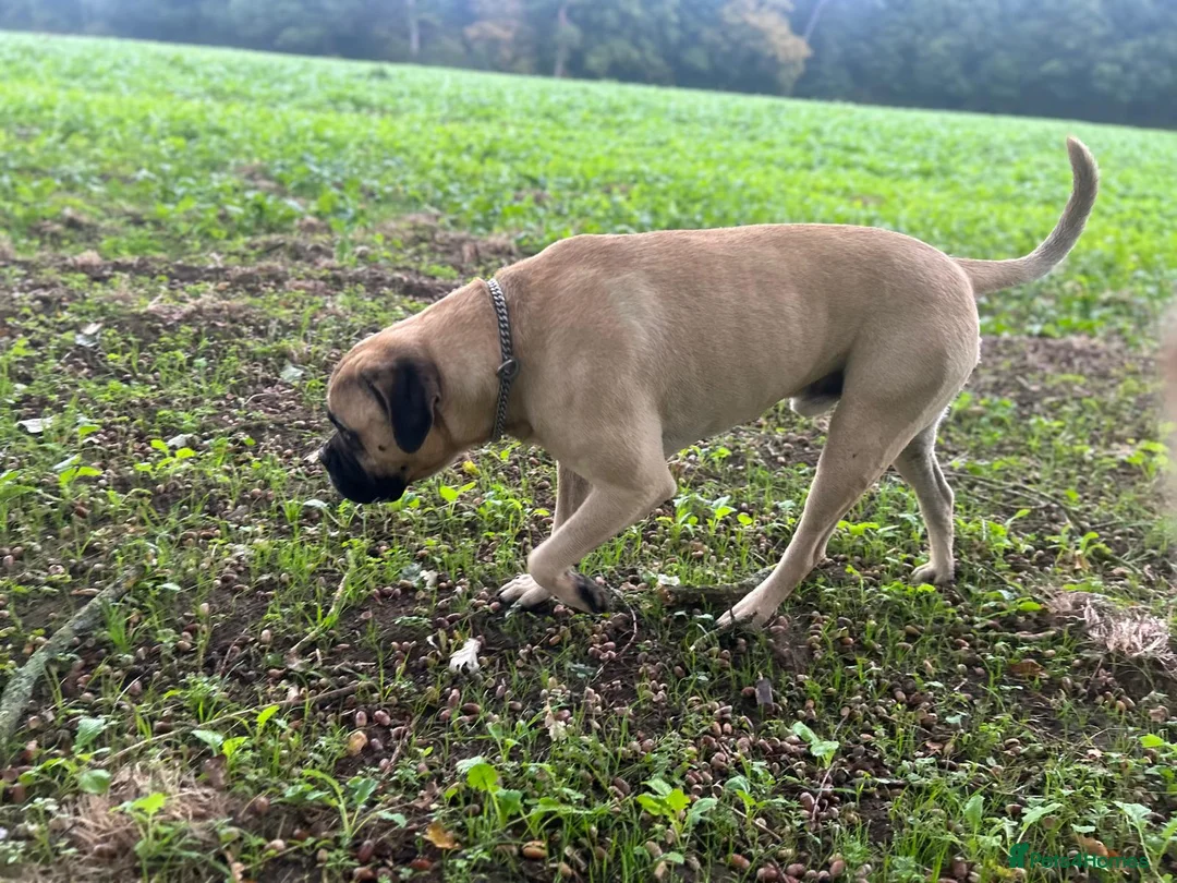 Mastiff dogs for stud: French X English Mastiff for Stud - Advert 4