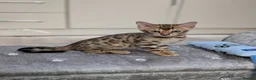 Bengal cats for sale: 🔥✨Pedigree TICA-Registered Bengals - Advert 22