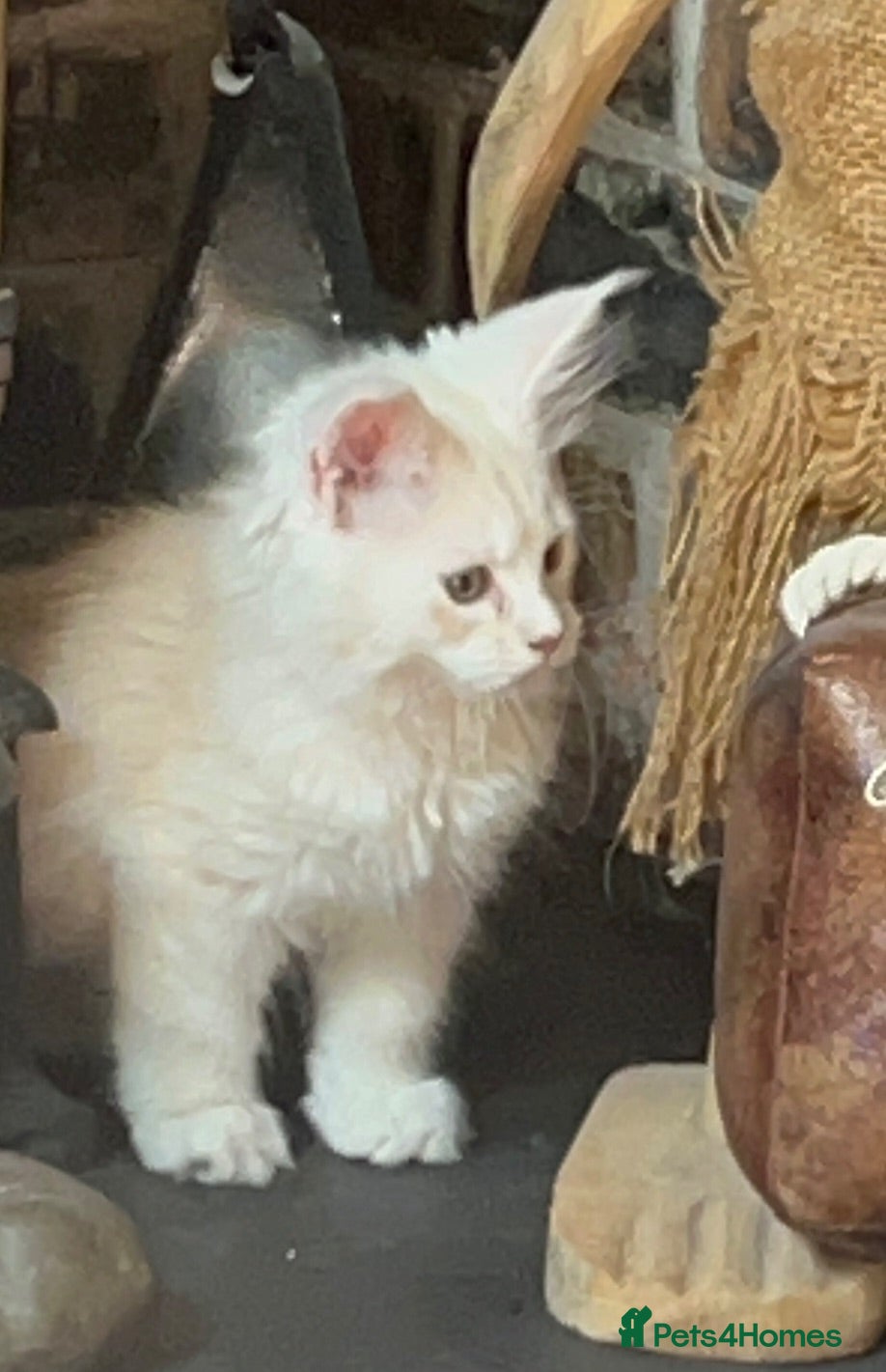 Maine Coon cats Stunning Maine Coon babies - Advert 1