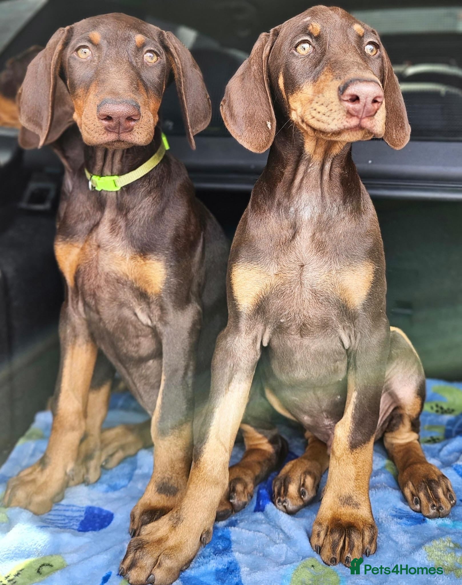 Dobermann dogs 💝🐾 Ready Now Chunky KC Registered pups 🐾 💝 - Advert 2