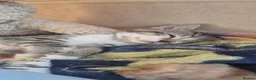 Mixed Breed cats for sale: 2 Beautiful Kittens Left  - Advert 8