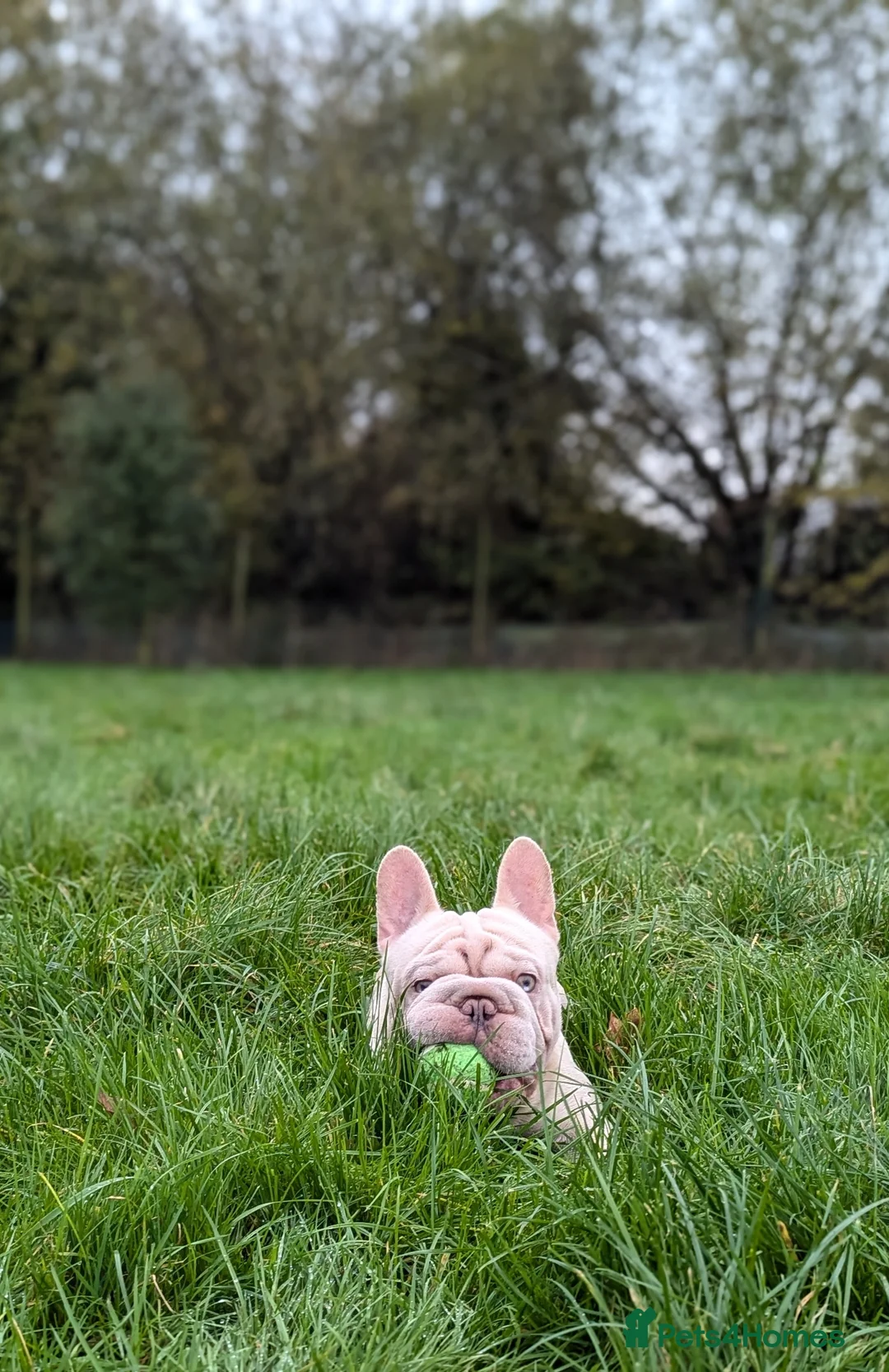 French Bulldog dogs for stud: Lilac platinum french bulldog stud in Portsmouth - Advert 5