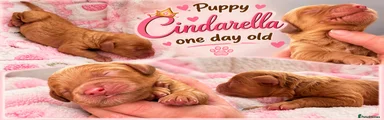 Cinderella - Girl 