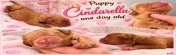 Australian Labradoodle dogs for sale: Multigenerational Australian Labradoodle Puppies - Advert 31
