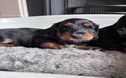 Miniature Dachshund dogs for sale: 🌿🌸🌳KC LONGHAIR MINI DACHSHUND PUPS🌳🌸🌿 - Image 15