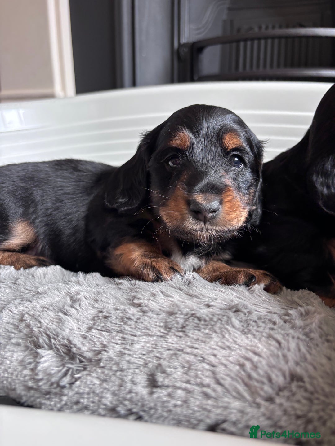 Miniature Dachshund dogs for sale: 🌿🌸🌳KC LONGHAIR MINI DACHSHUND PUPS🌳🌸🌿 - Image 15