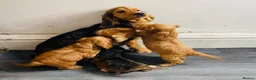 Cockapoo dogs for sale: F1 cockapoo puppies available  in Bolton - Advert 1