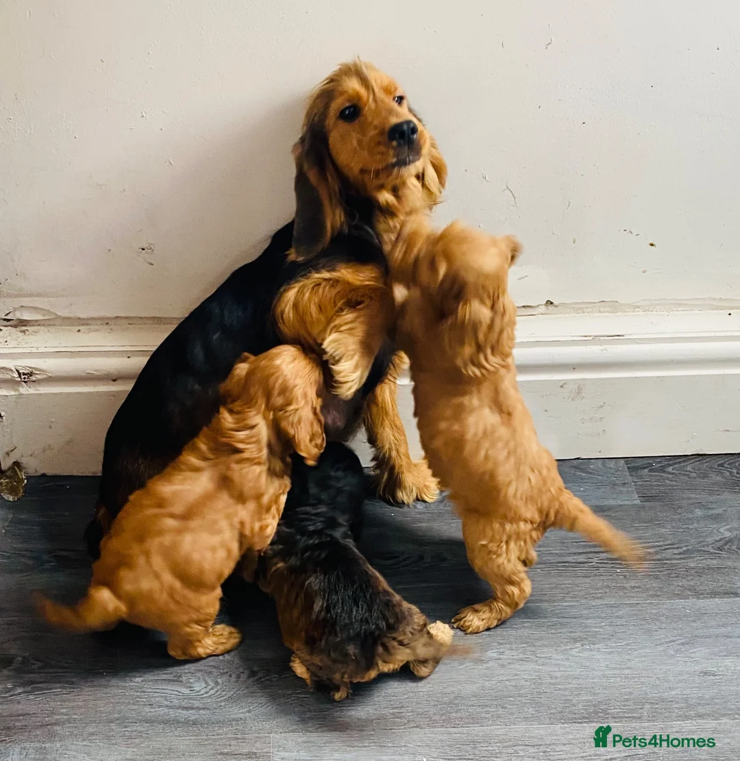 Cockapoo dogs for sale: F1 cockapoo puppies available  in Bolton - Advert 1
