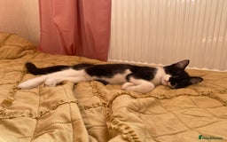 Mixed Breed cats for sale: Kittens  - Image 5