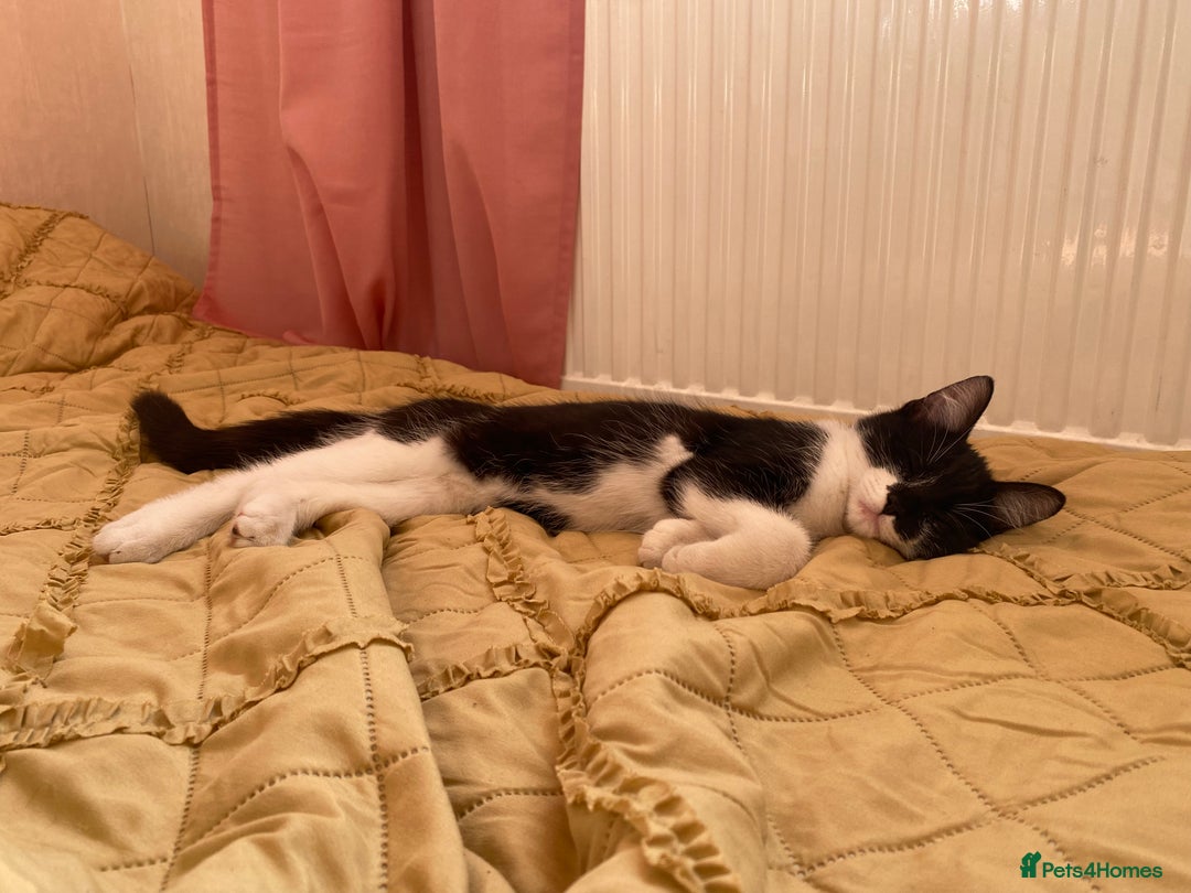 Mixed Breed cats for sale: Kittens  - Image 5