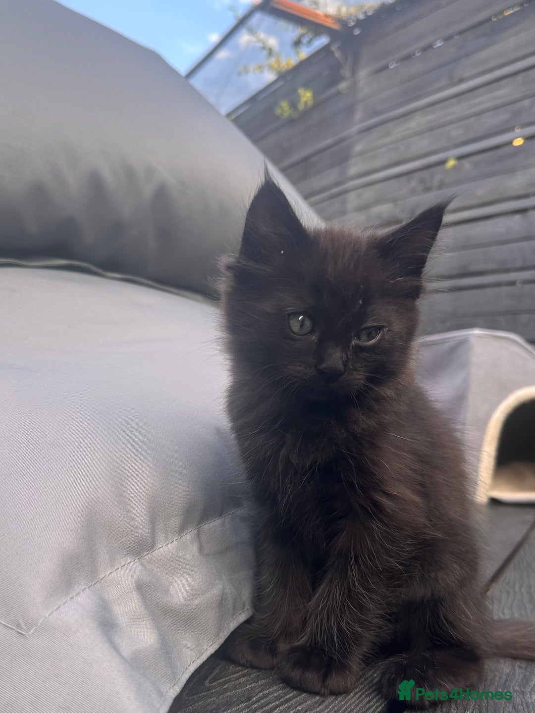 Ragdoll cats for sale: 🐈‍⬛ Beautiful majestic black kittens 🐈‍⬛ - Image 8