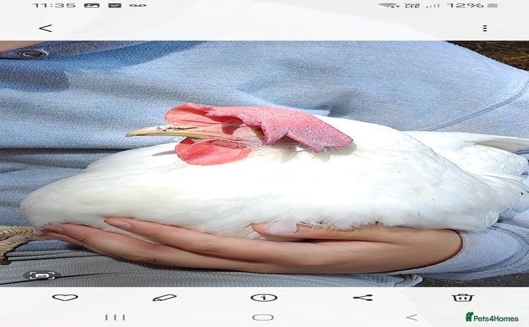 Chickens poultry - Advert 12