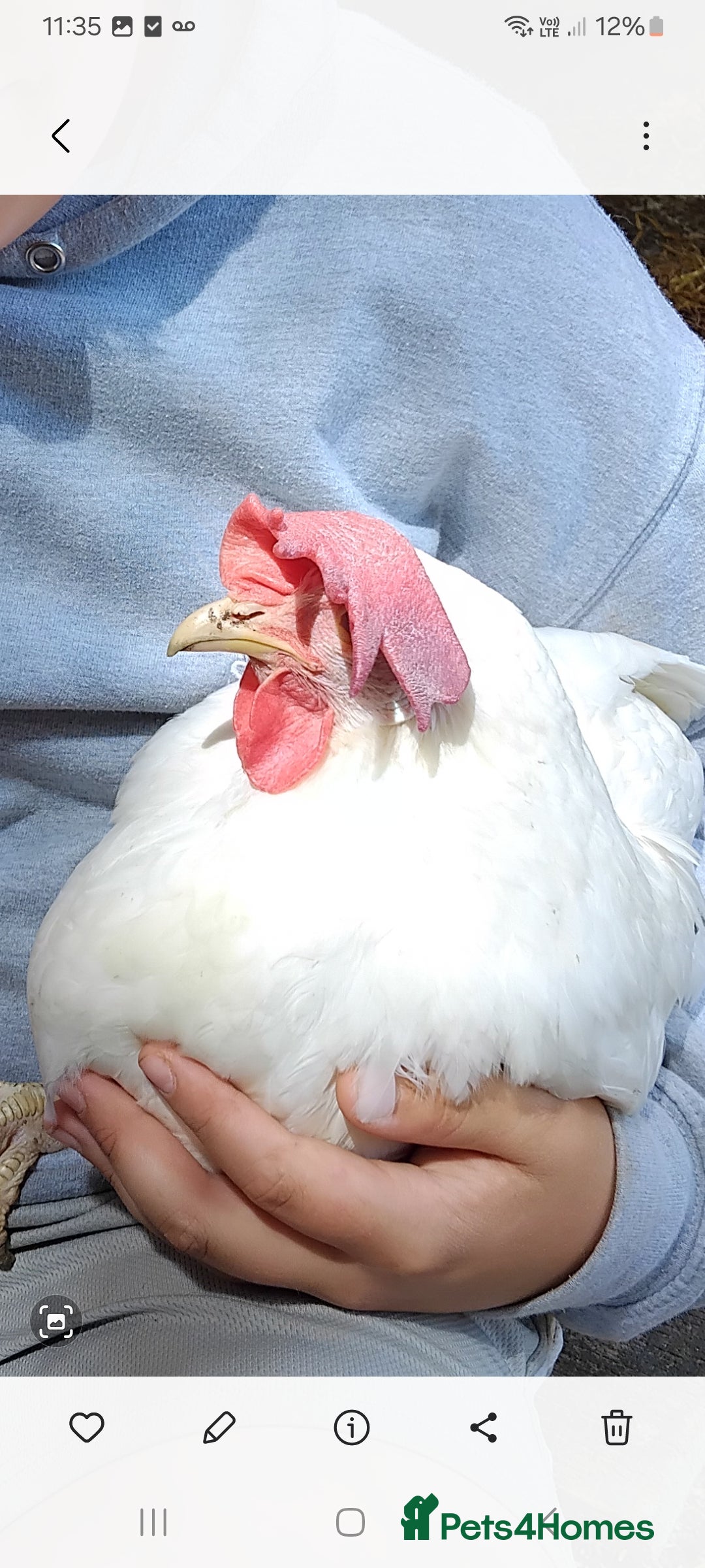 Chickens poultry for sale: 6 white leghorn hens and 1 light Sussex hen - Image 1