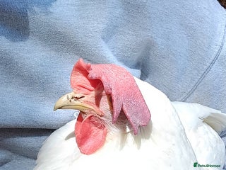 Chickens poultry - Advert 26