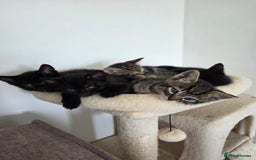 Bengal cats for sale: 2 Gorgeous Bengal x Short Hair kittens for sale - Image 10